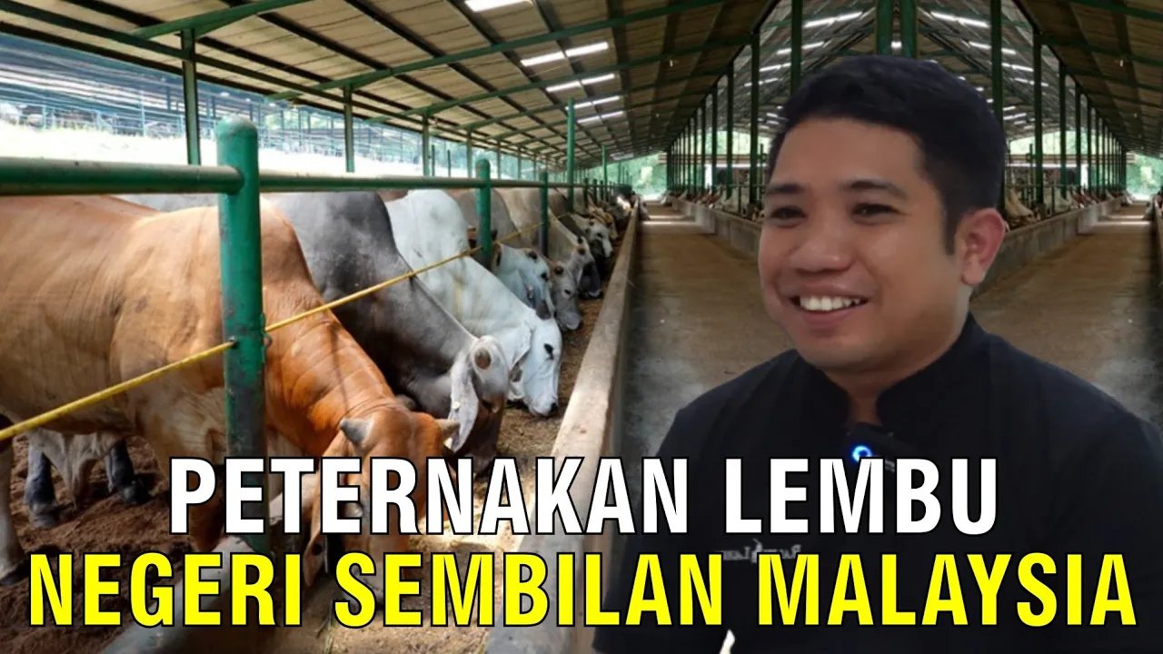 
                                 Peternakan-Lembu-Negeri-Sembilan-Malaysia